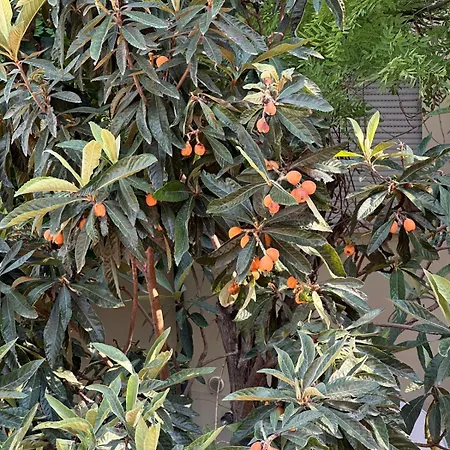 Il Glicine Vendégház Parma