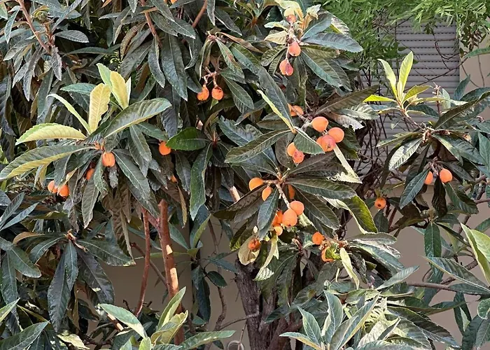 Il Glicine בית הארחה פארמה